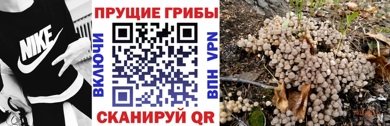цена   мега сайт  Галлюциногенные грибы GOLDEN TEACHER  Новороссийск 